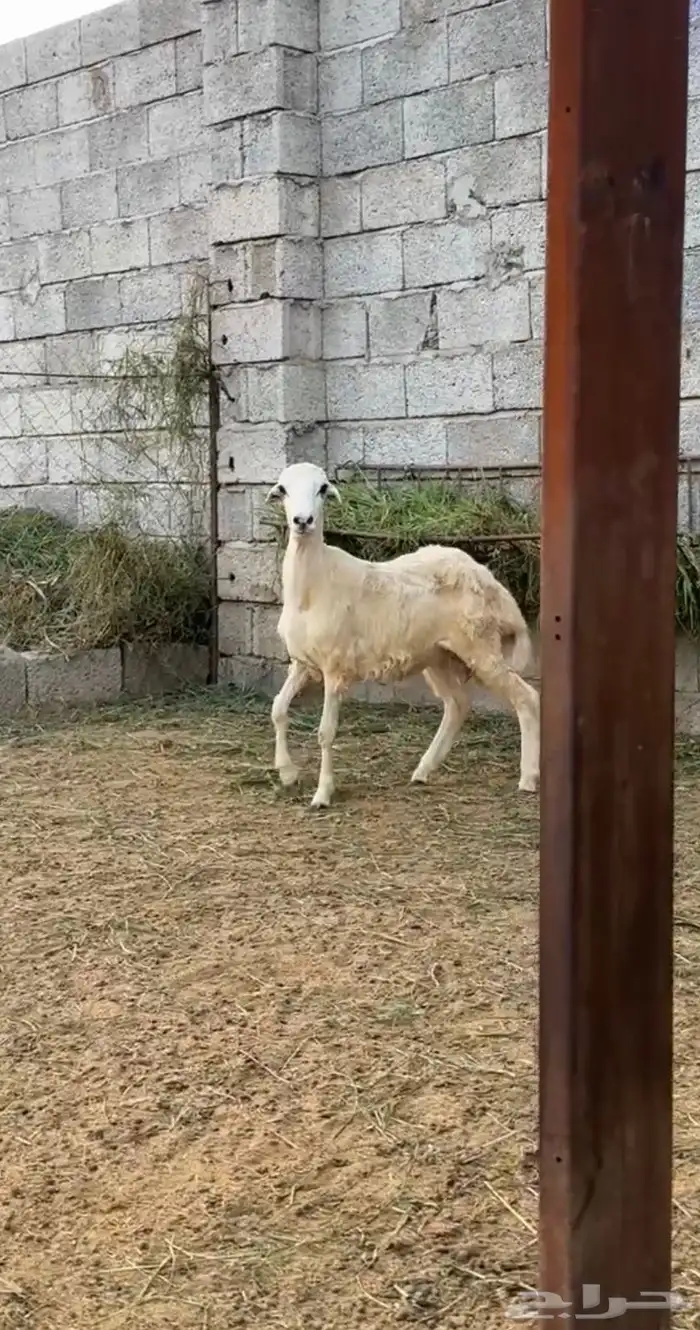 فرير للبيع 0