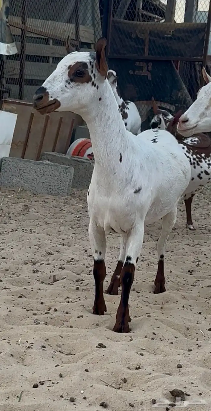 للبيع جذعه عمانية بي جنوبي العمر 8الى9 1