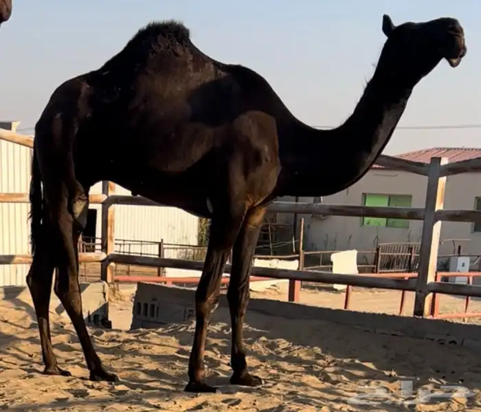 قعود جذع يضرب السنه ذي اسود وطيب 2