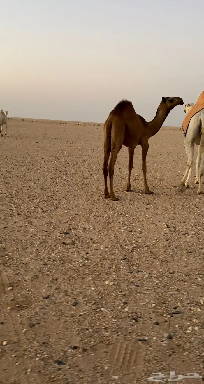 حواره صفرا 1