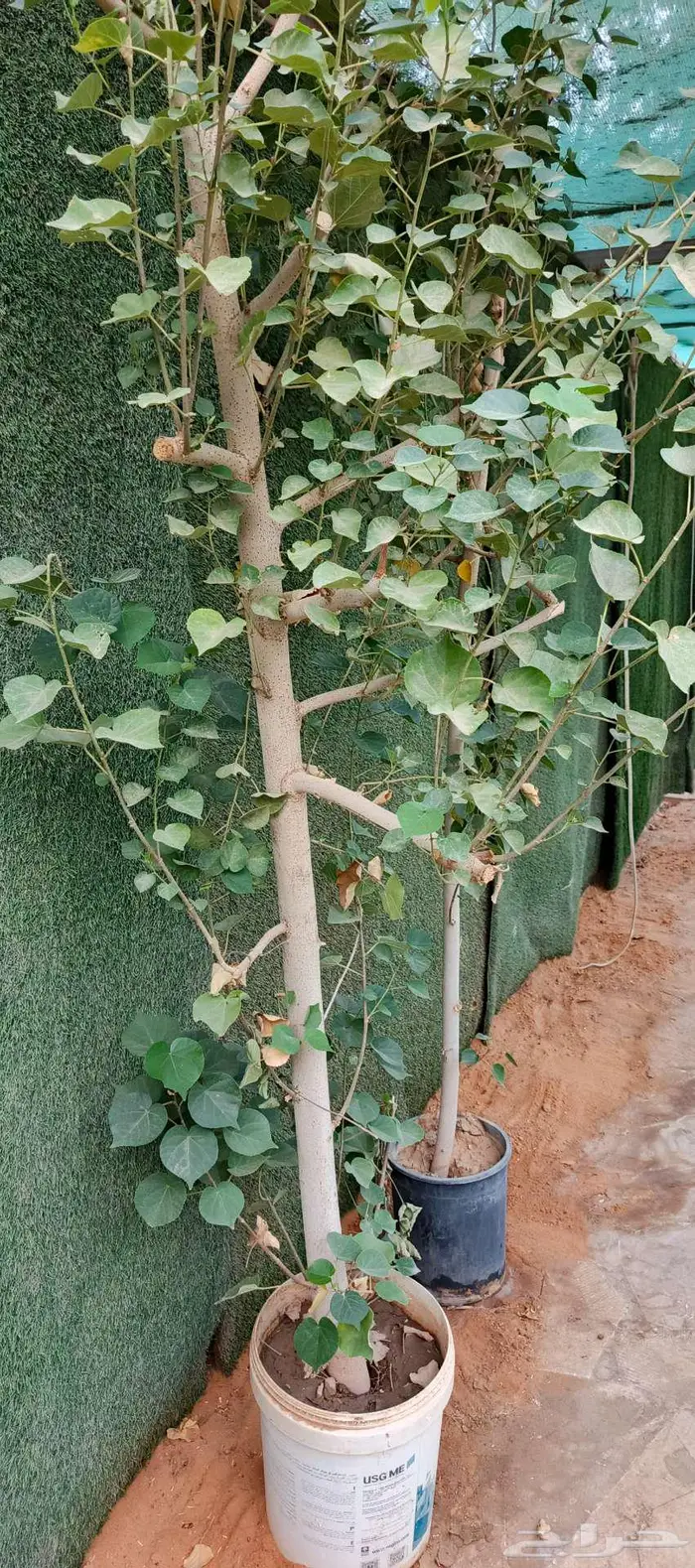 شجرة خبيز ساحلي 3بوصة و2بوصة 2