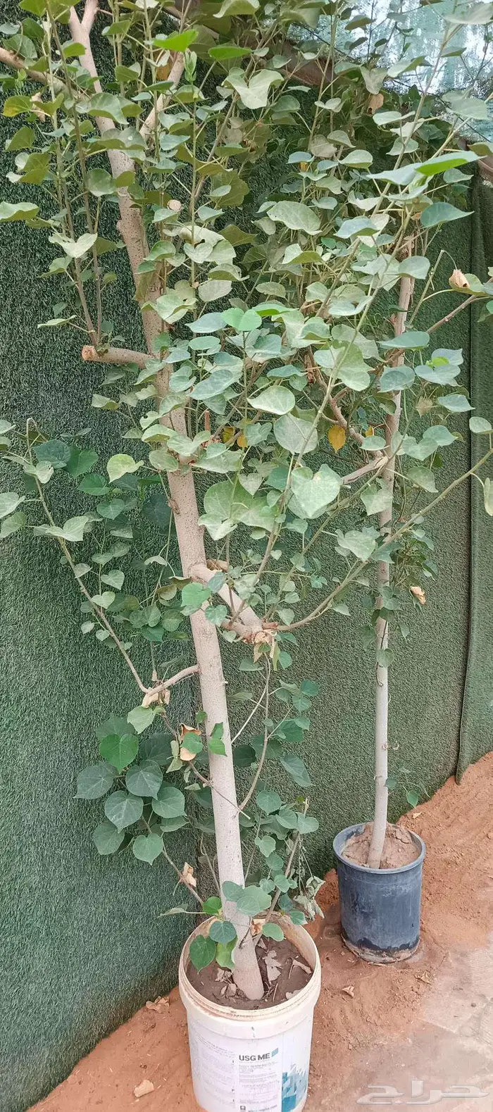 شجرة خبيز ساحلي 3بوصة و2بوصة 1