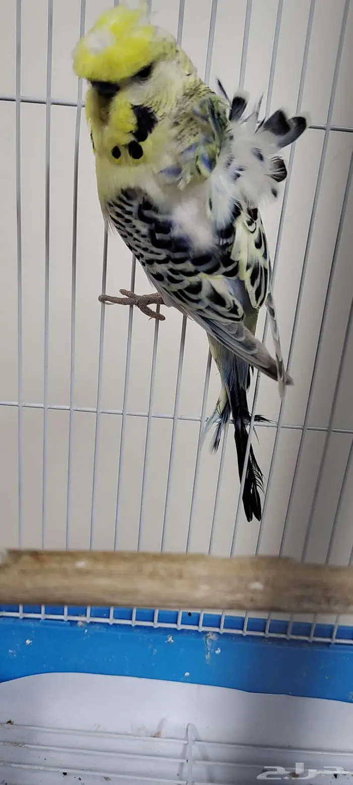 بادجي هوقو ذكر (كرست) 0