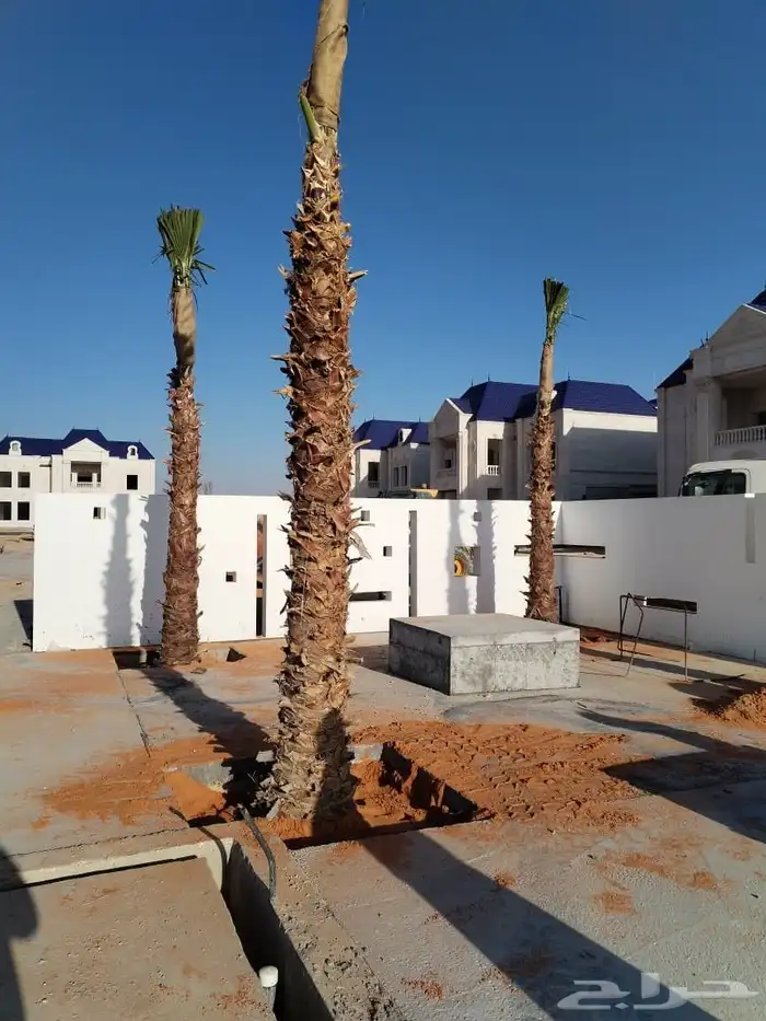 واشنطن نخيل الواشنطن ازينه 1