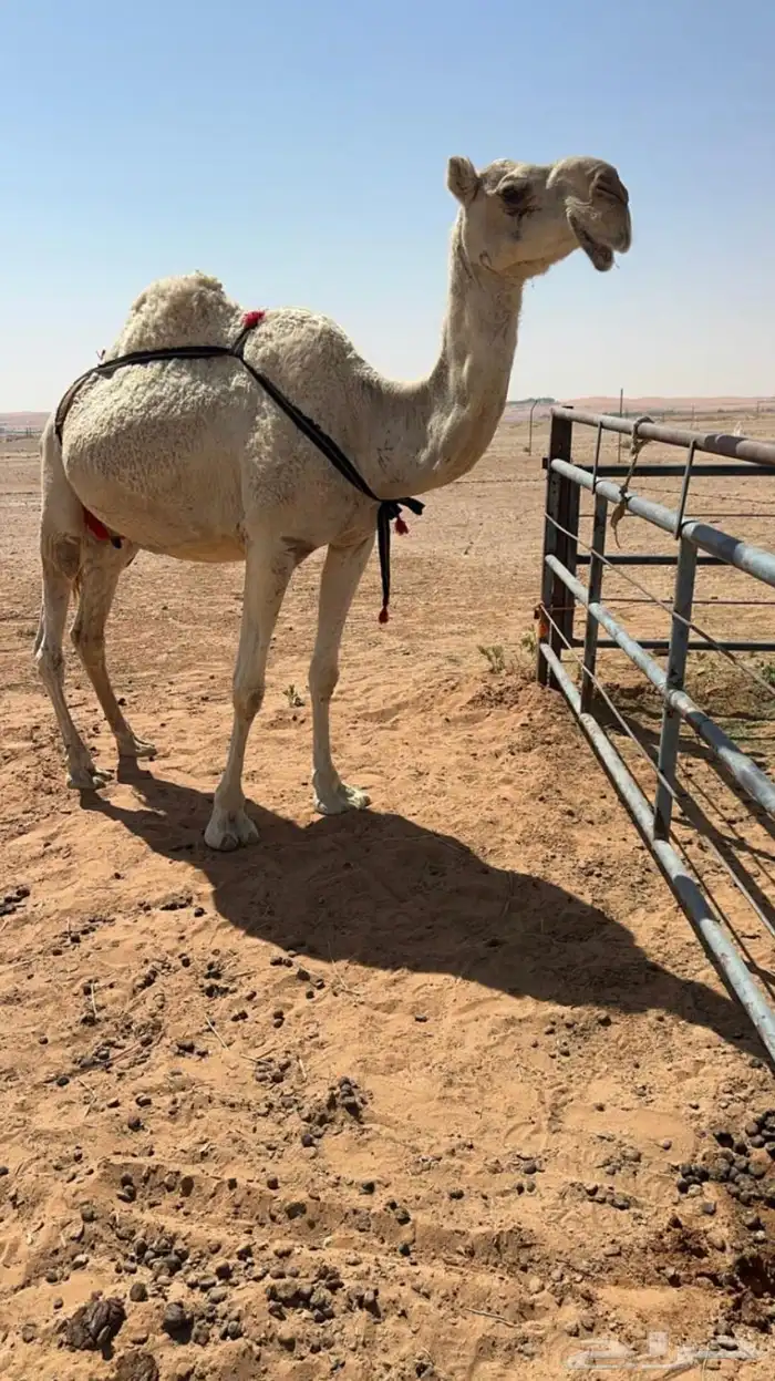 للبيع خلفه تحتها حواره كفوو 0