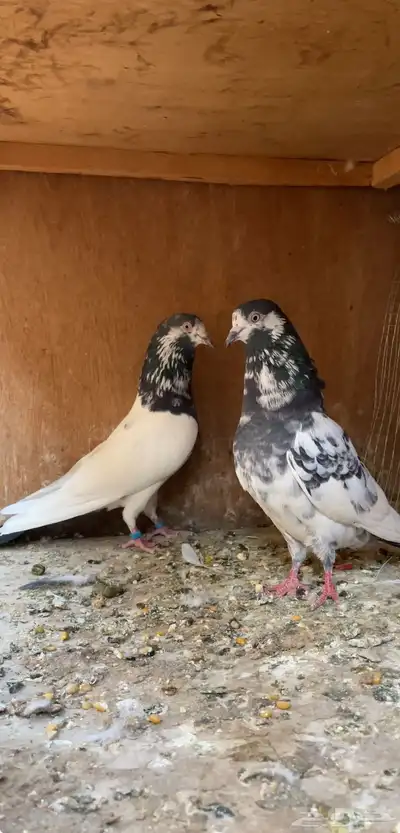 جوز بكستاني index