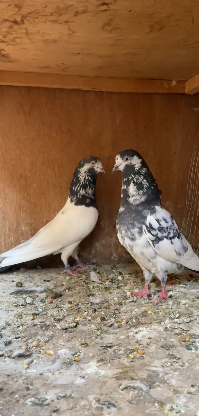 جوز بكستاني 2