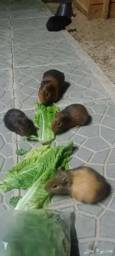 وبر مستورد للبيع 0