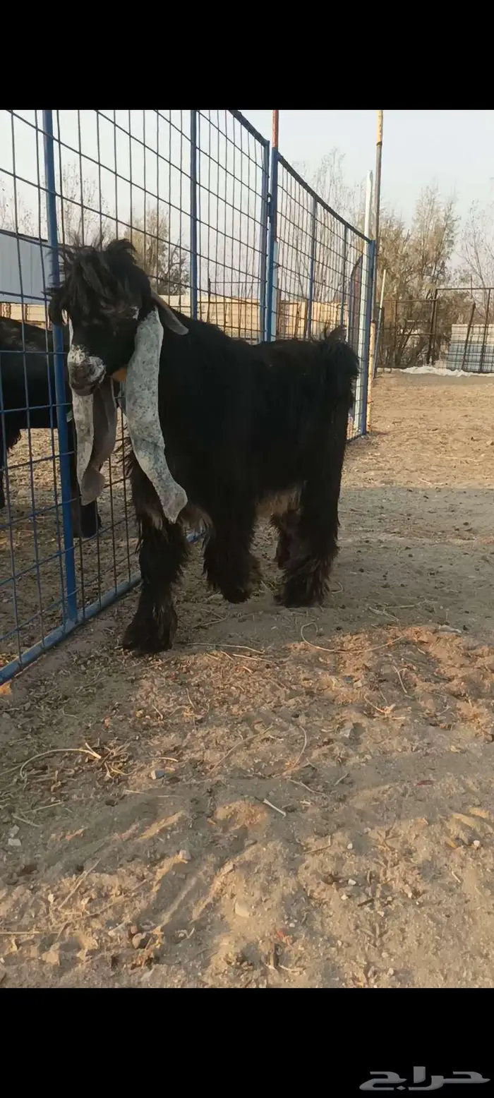 للبيع جذع عارضي صنف 0