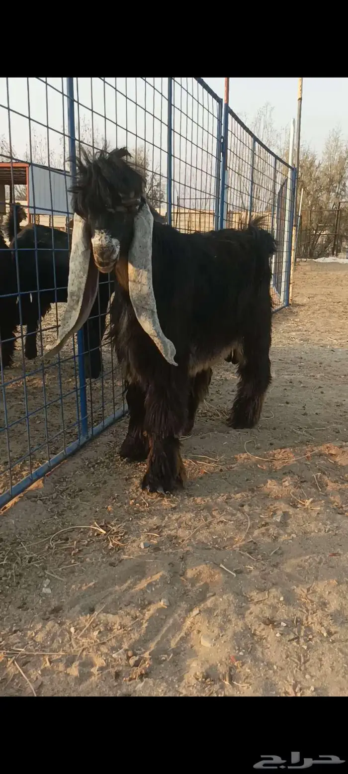 للبيع جذع عارضي صنف 1