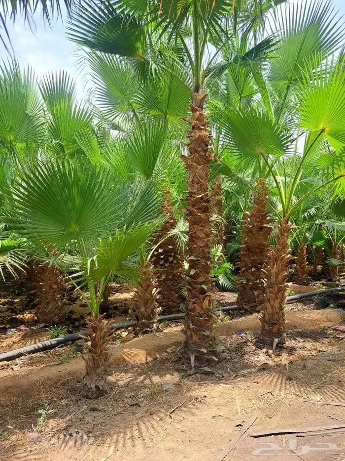 واشنطن زينه للبيع بجميع أنواعه وكافت مقاساته 5