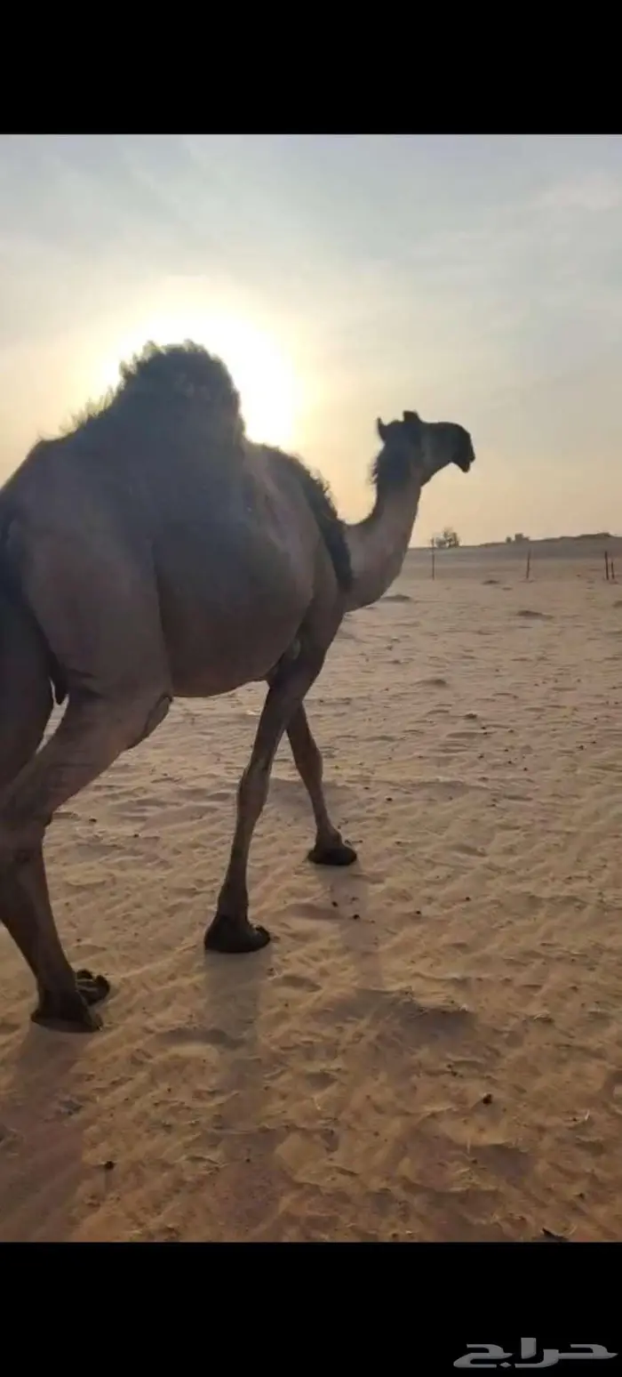 للبيع القحه ومعها بنتها ثنيه 3