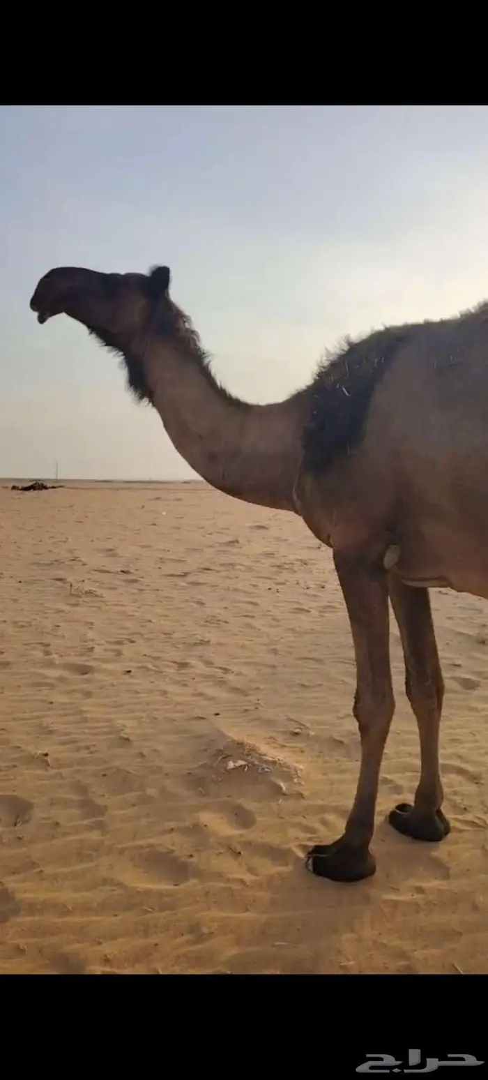 للبيع القحه ومعها بنتها ثنيه 1