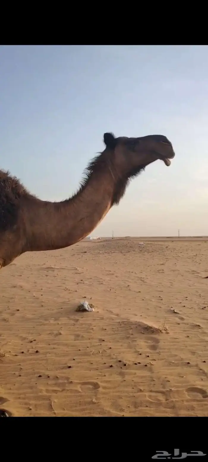 للبيع القحه ومعها بنتها ثنيه 10