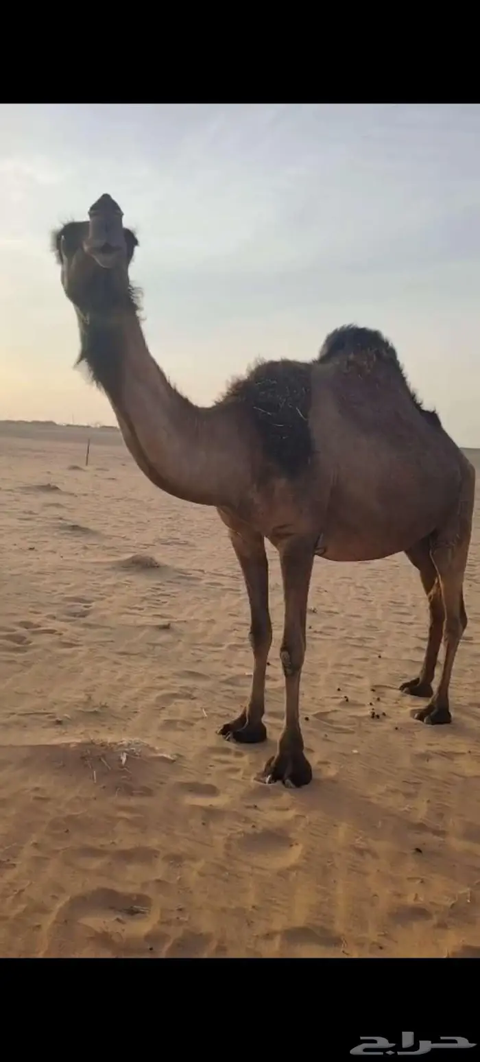 للبيع القحه ومعها بنتها ثنيه 4