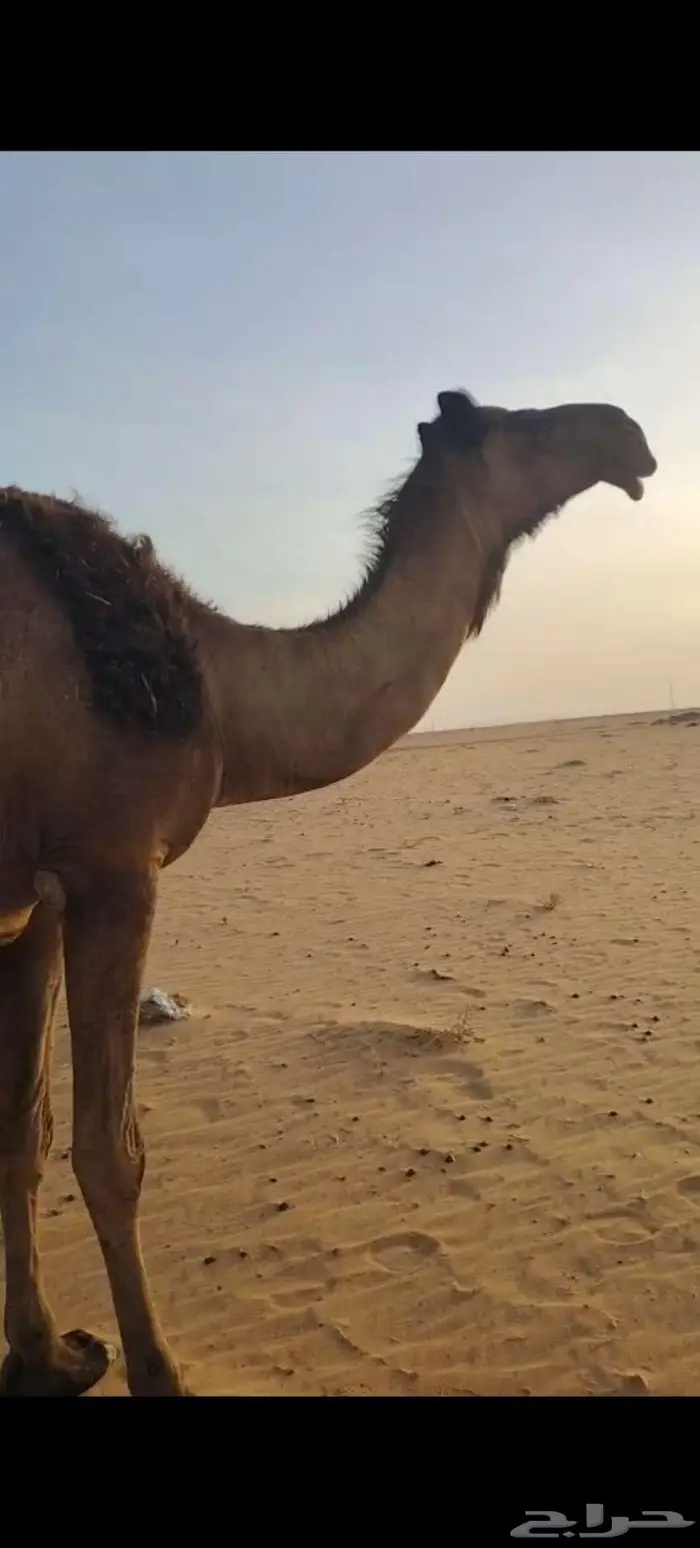 للبيع القحه ومعها بنتها ثنيه 2