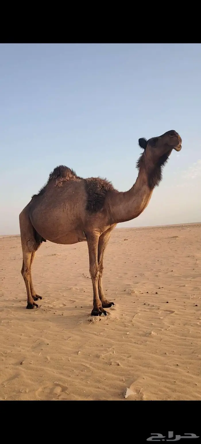 للبيع القحه ومعها بنتها ثنيه 7