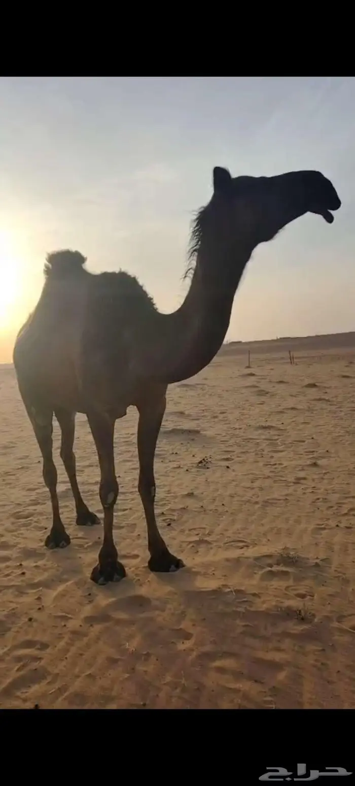 للبيع القحه ومعها بنتها ثنيه 9