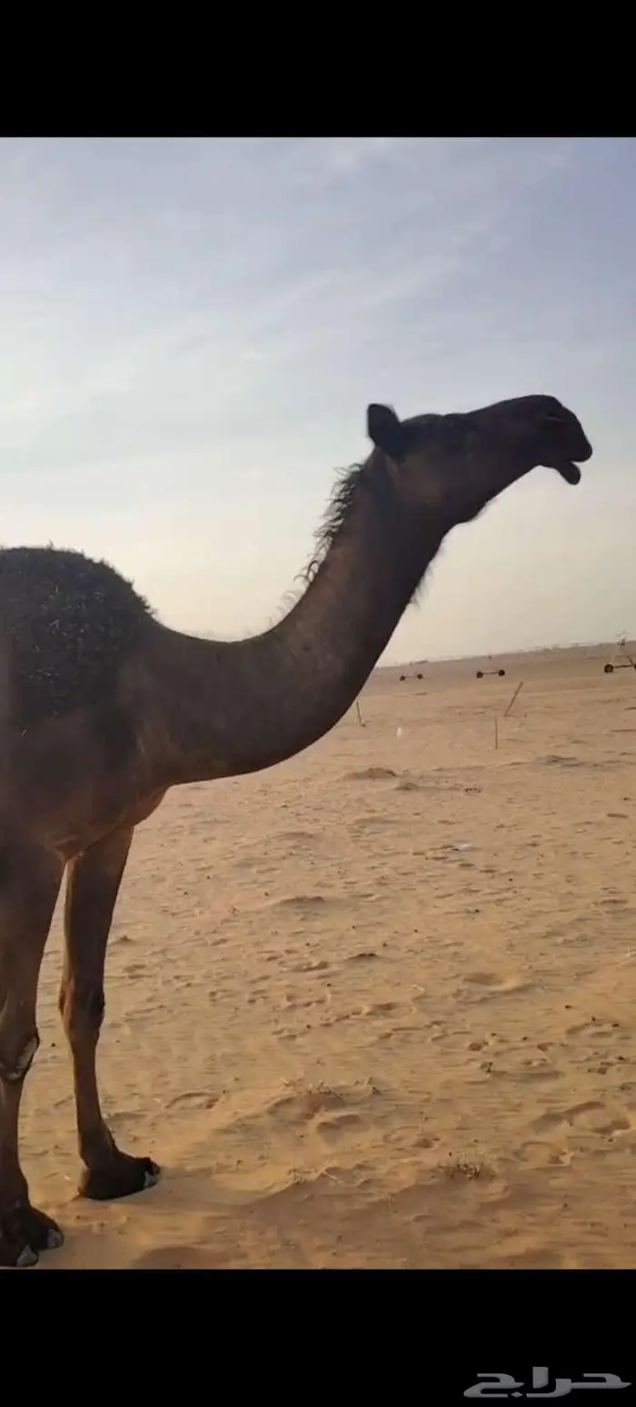 للبيع القحه ومعها بنتها ثنيه 8