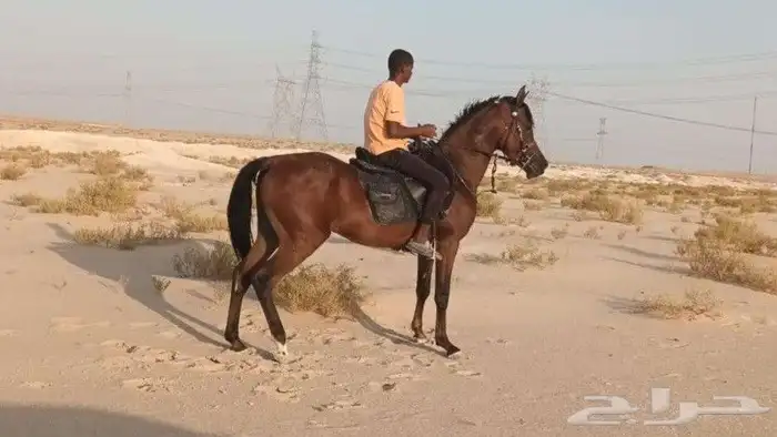 حصان_واهو_مكس_جمال النوع الخيل حصان واهو رقم جوال 055249 2