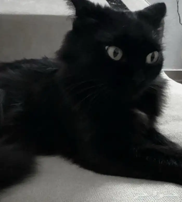 قطة للتبني 0