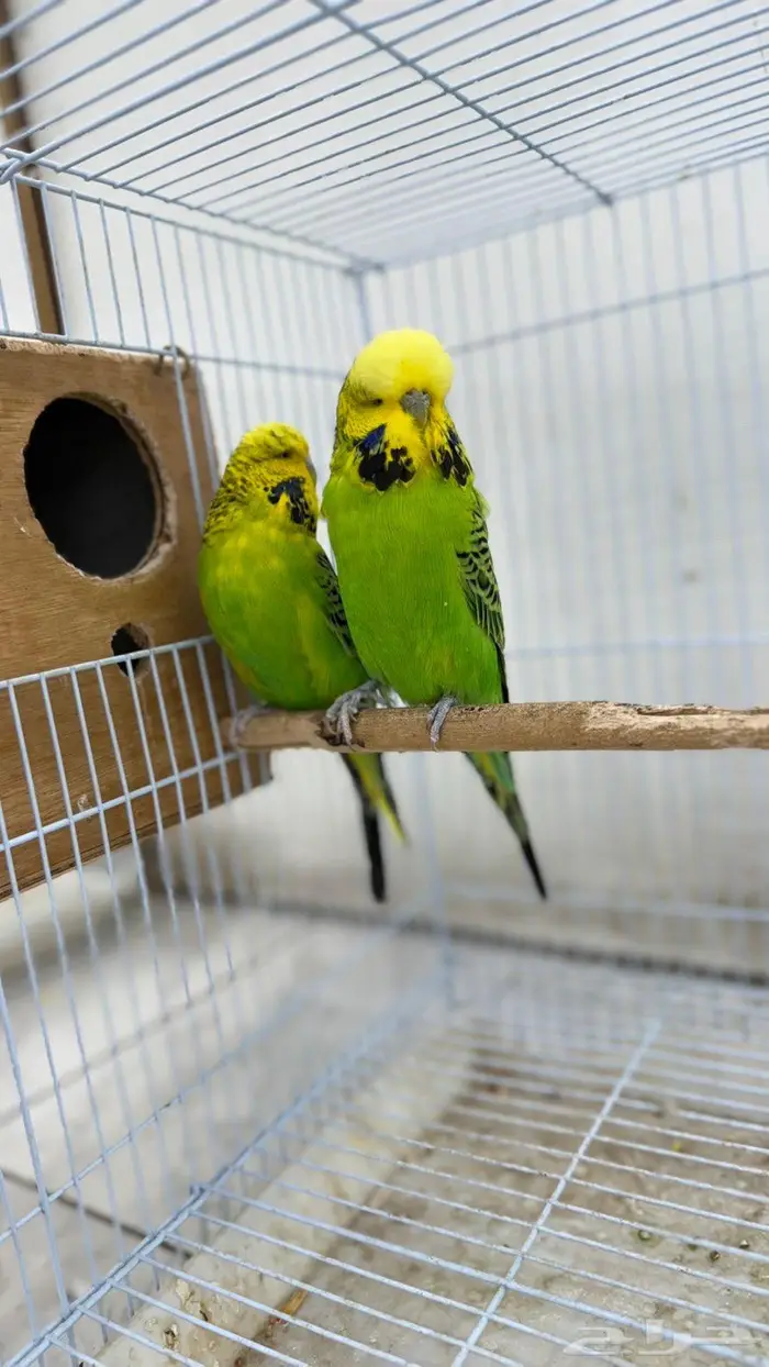 زوج بادجي انقليزي مستوى ماشاء الله 1