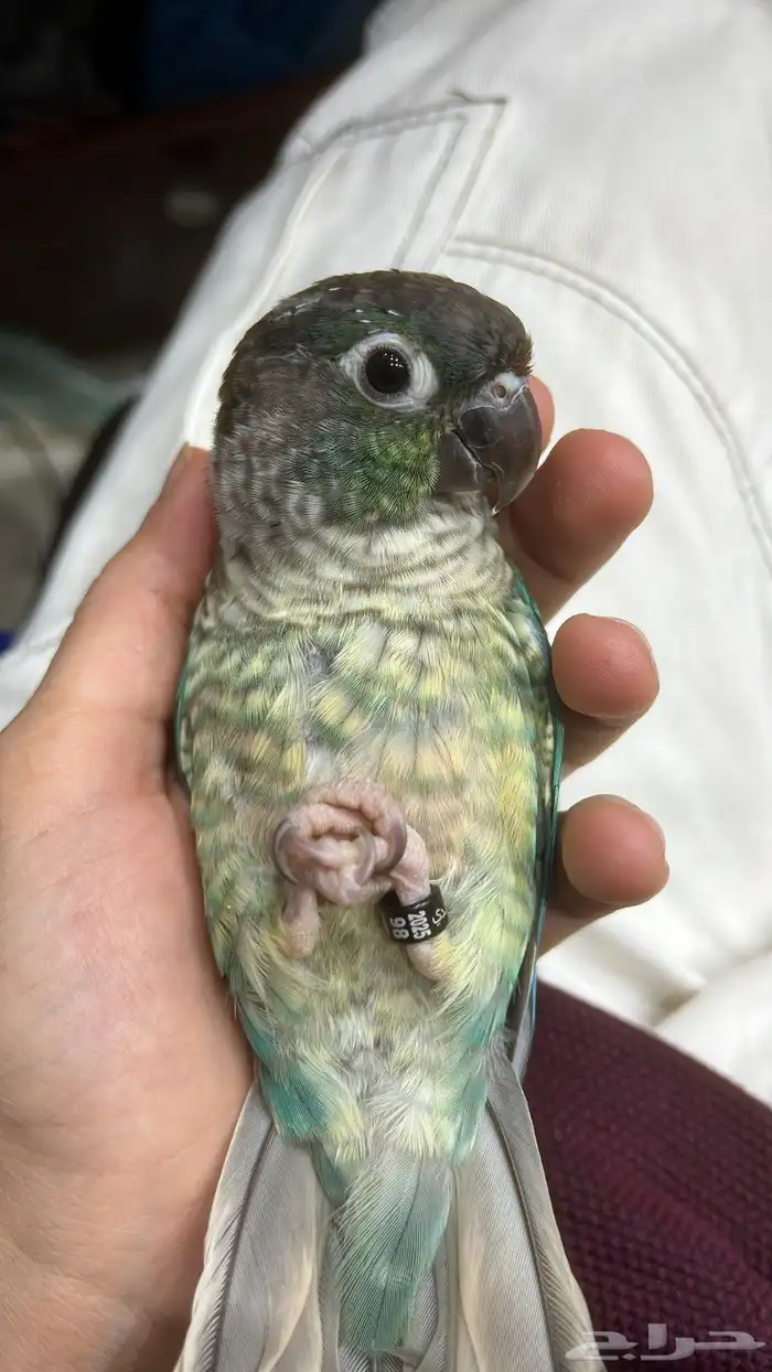 تدريب منزلي شامل   تصوير يومي   غَر  فروخ   حضانات ورعاية . 0