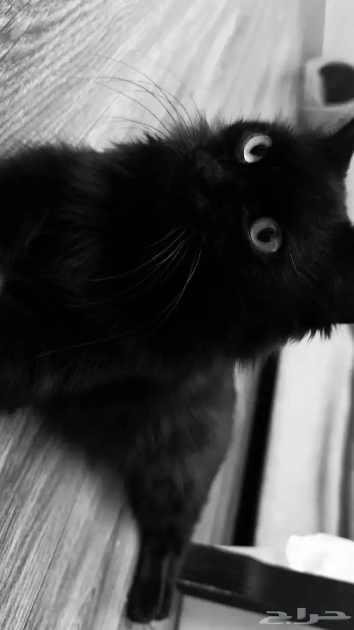 قطة للتبني 1