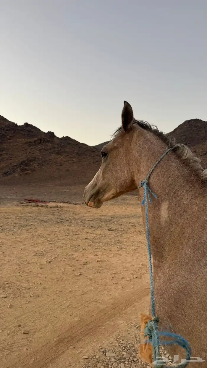 للبيع حصان شعبي 3