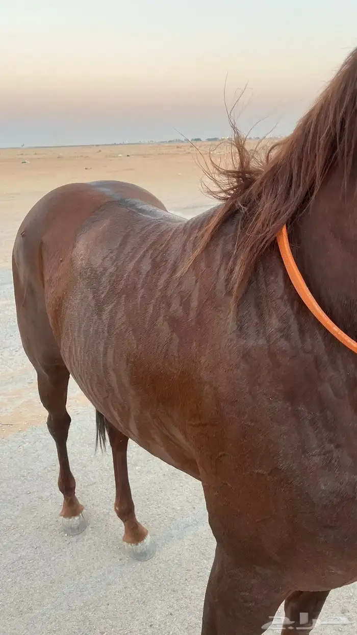 حصان شعبي سبققق 4