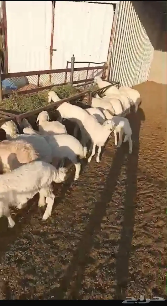 بهم هرافي حريات 2