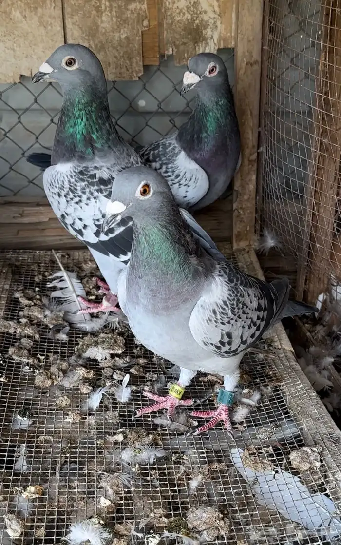 حمام زاجل طيب 7