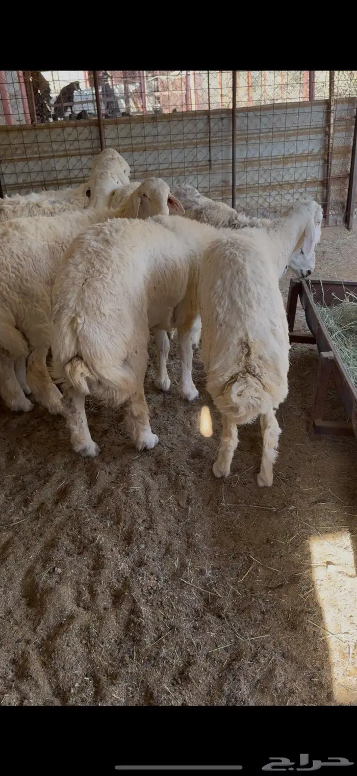 طليان جبره 1