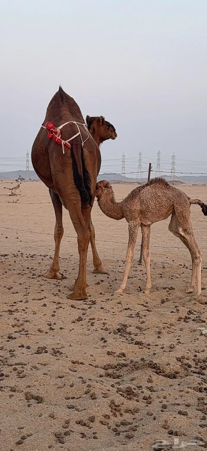 خلفة ساحلية مصغر حمراء دم 7