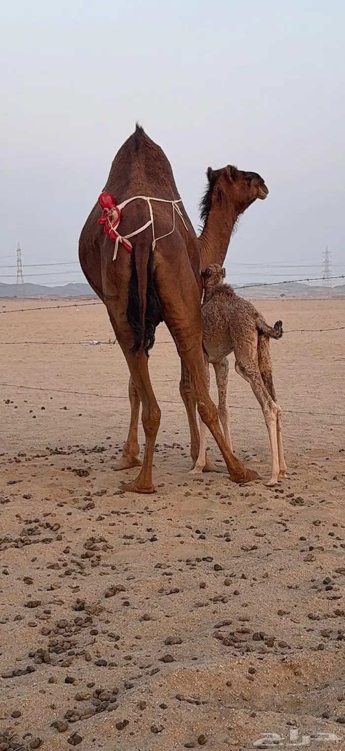 خلفة ساحلية مصغر حمراء دم 6