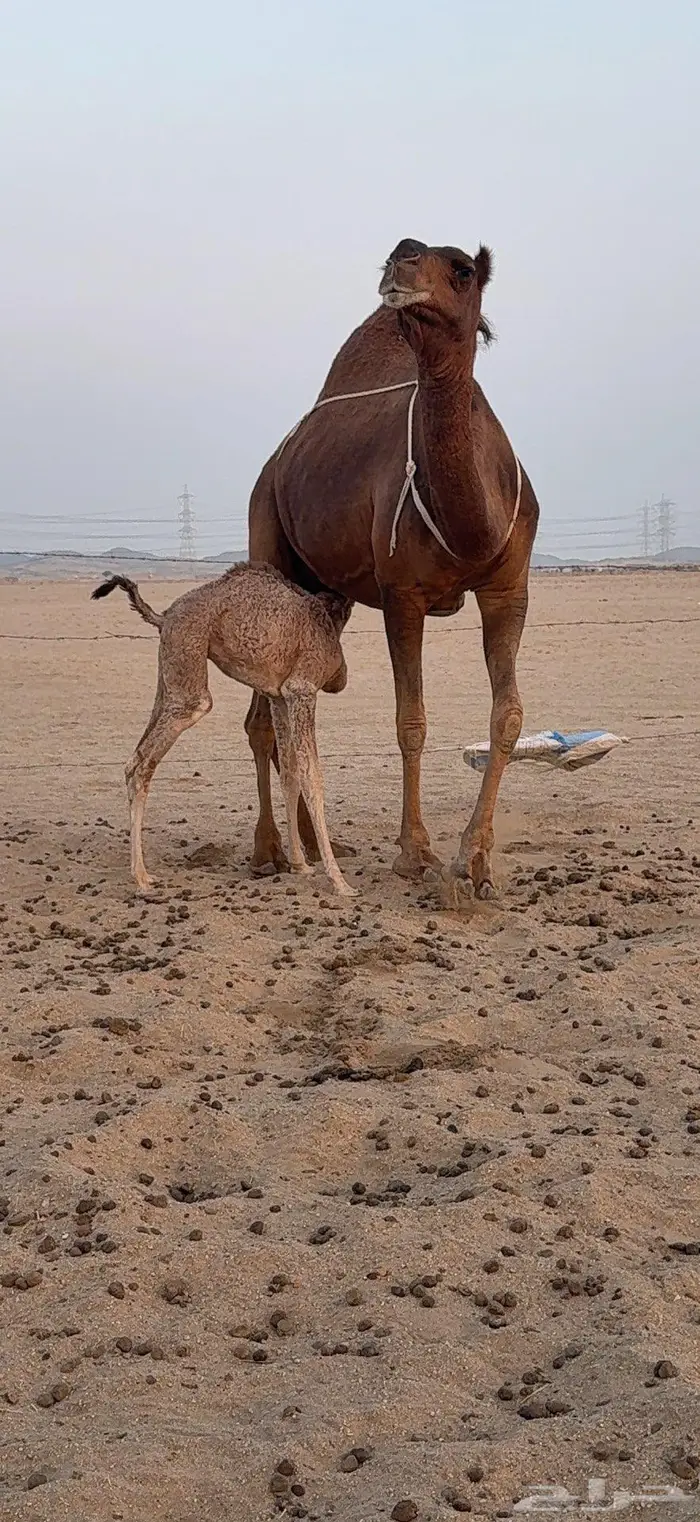 خلفة ساحلية مصغر حمراء دم 10
