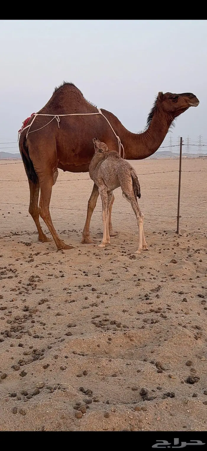 خلفة ساحلية مصغر حمراء دم 5