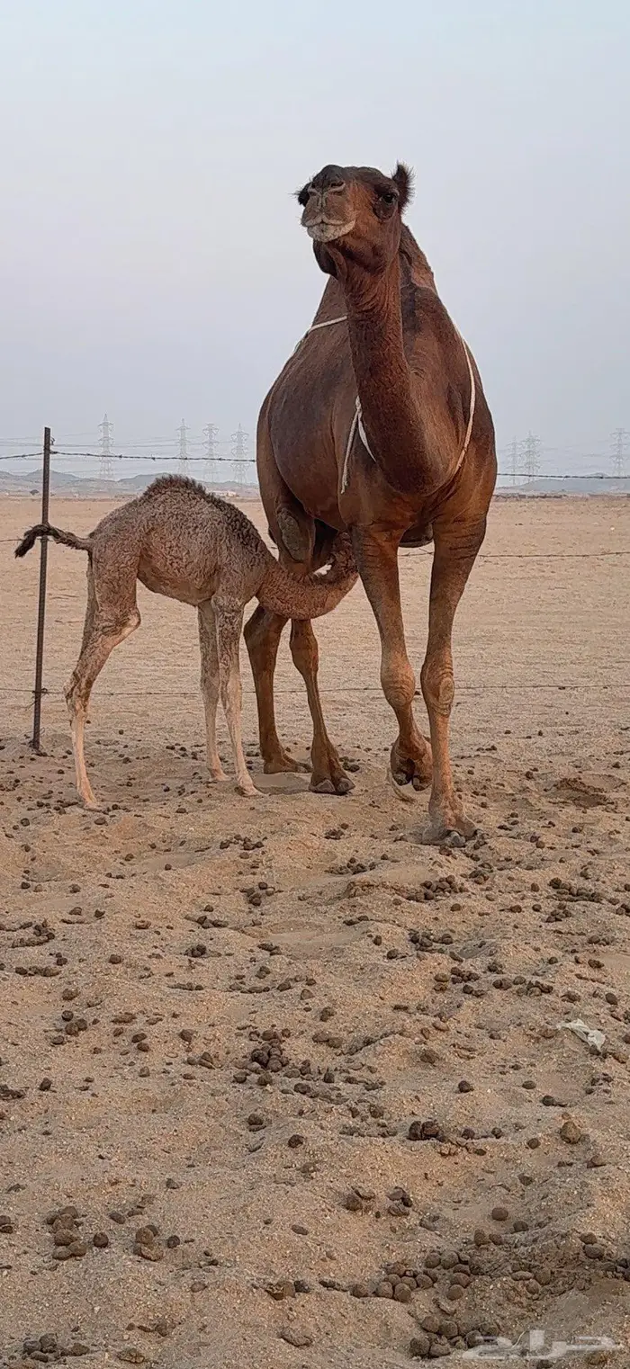 خلفة ساحلية مصغر حمراء دم 12