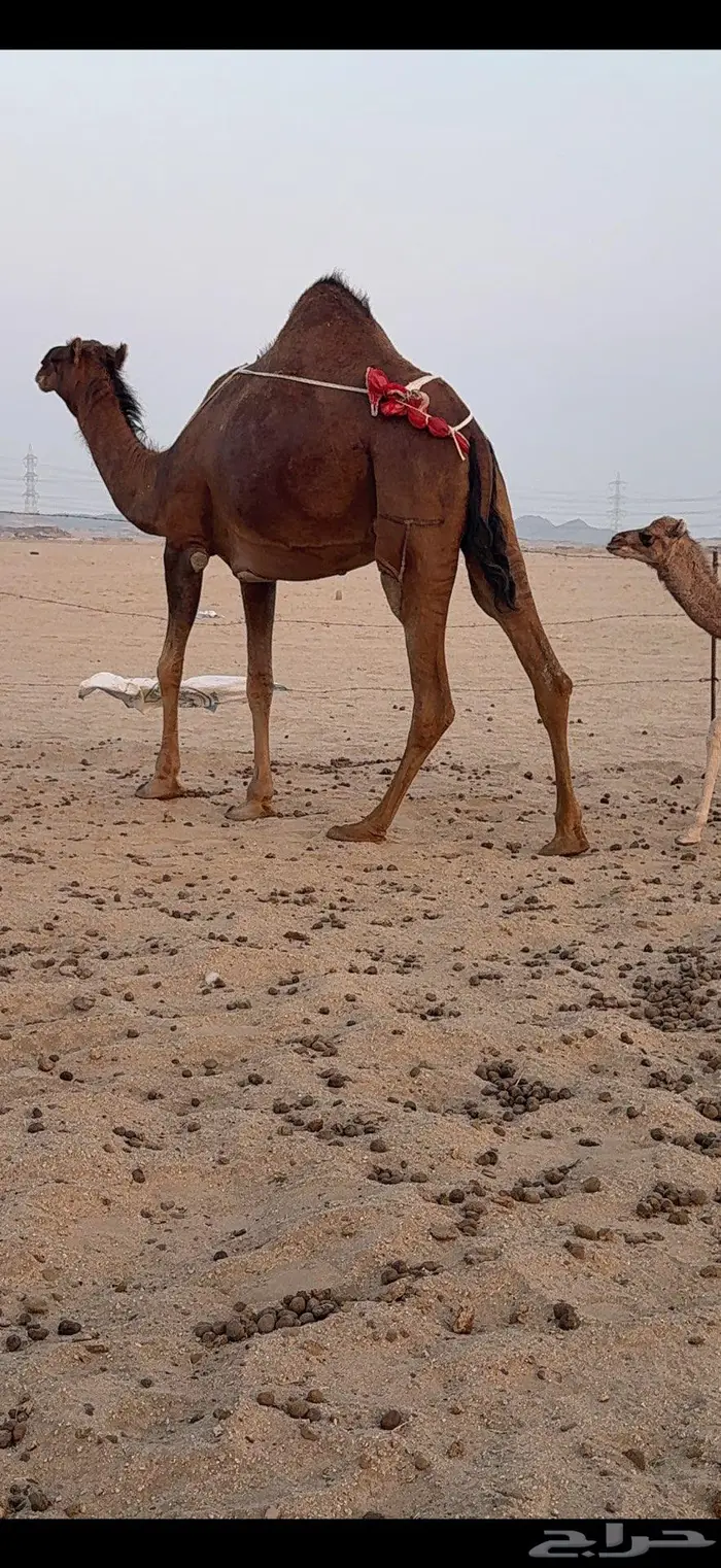 خلفة ساحلية مصغر حمراء دم 9