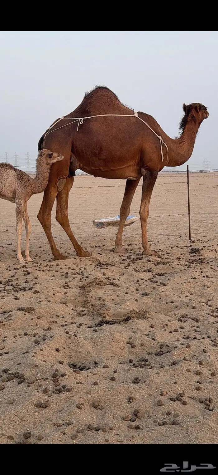 خلفة ساحلية مصغر حمراء دم 3