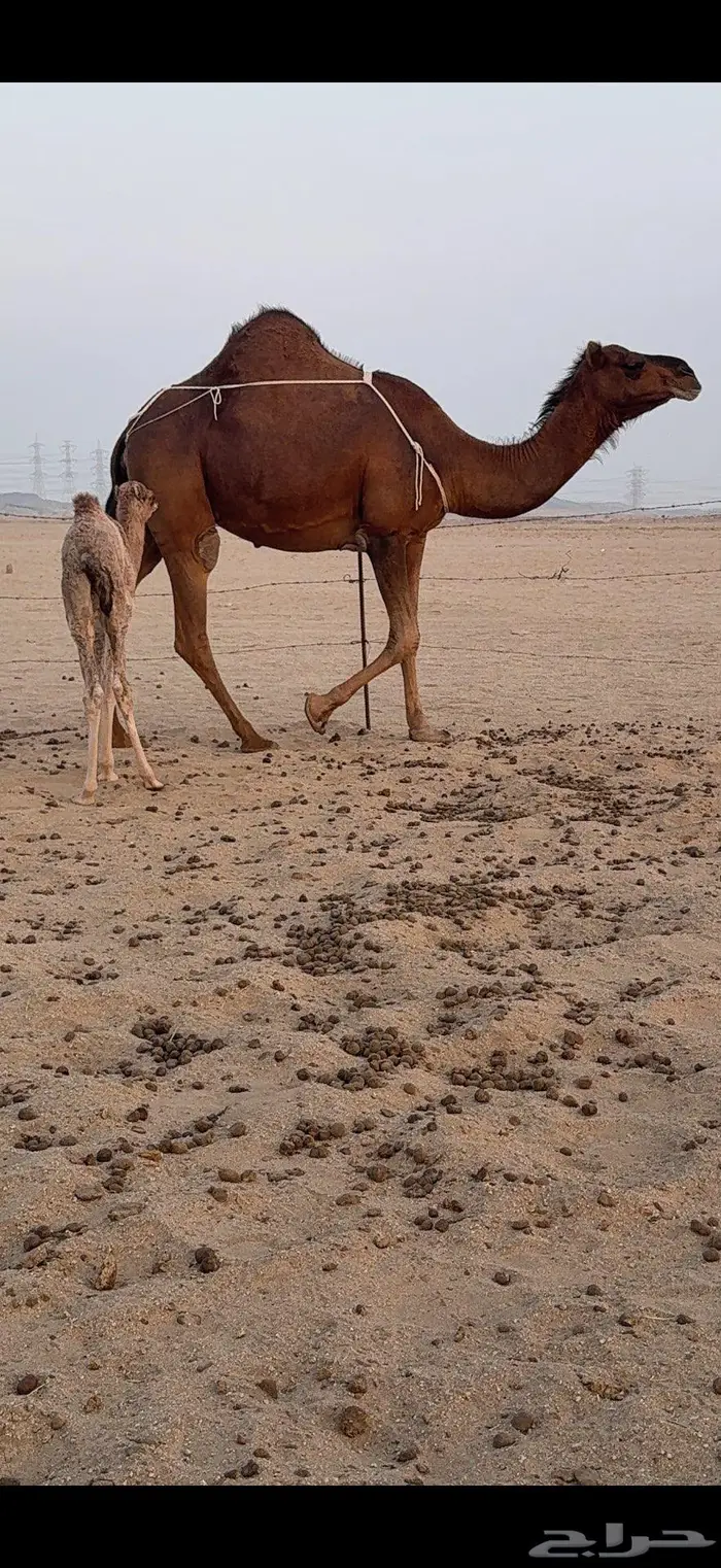 خلفة ساحلية مصغر حمراء دم 8