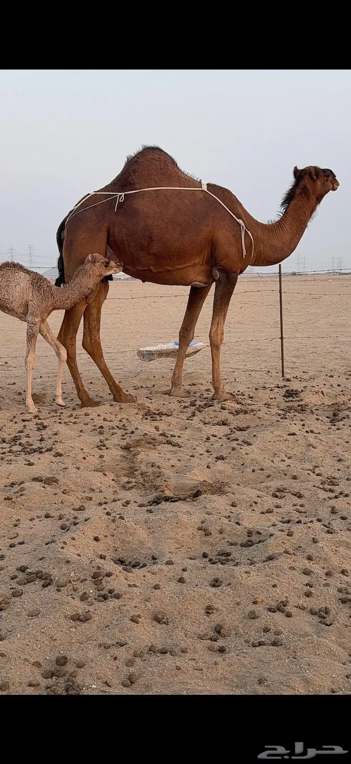 خلفة ساحلية مصغر حمراء دم 0