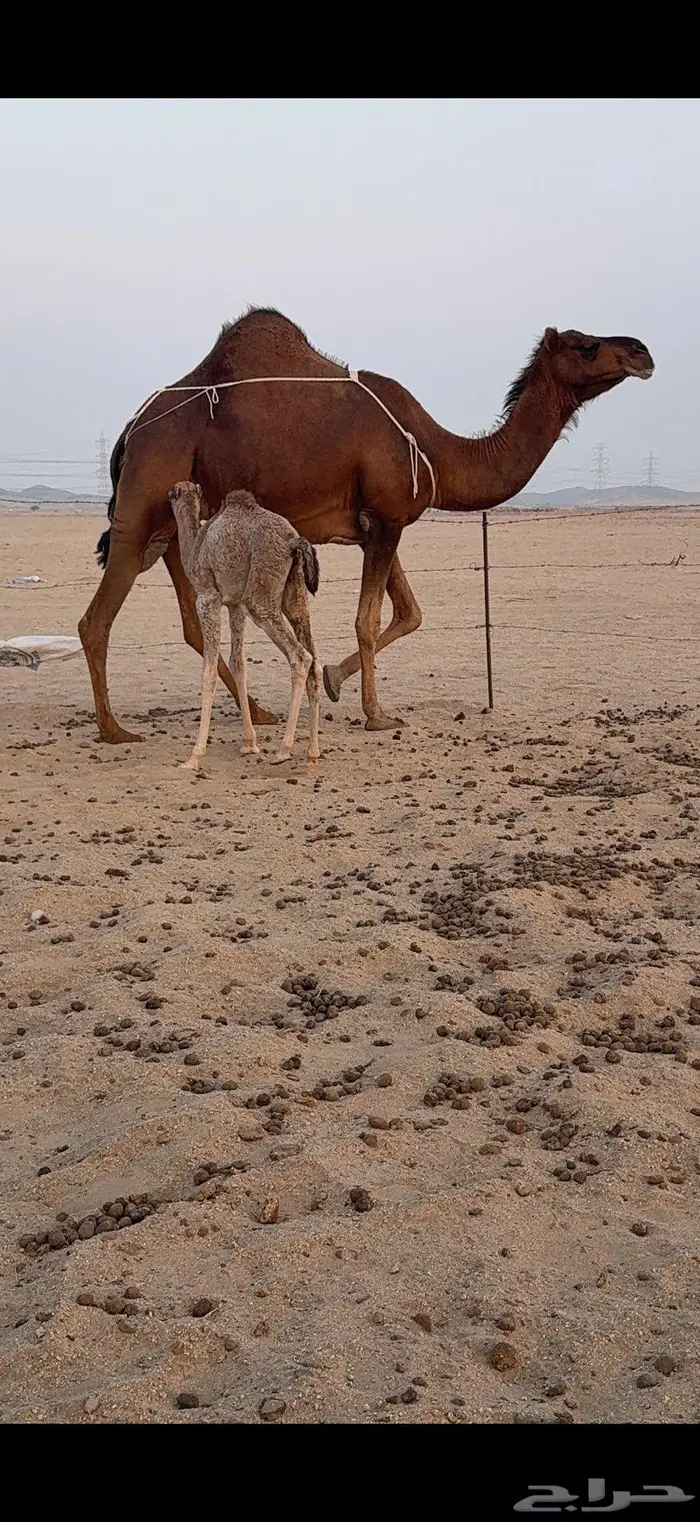 خلفة ساحلية مصغر حمراء دم 4