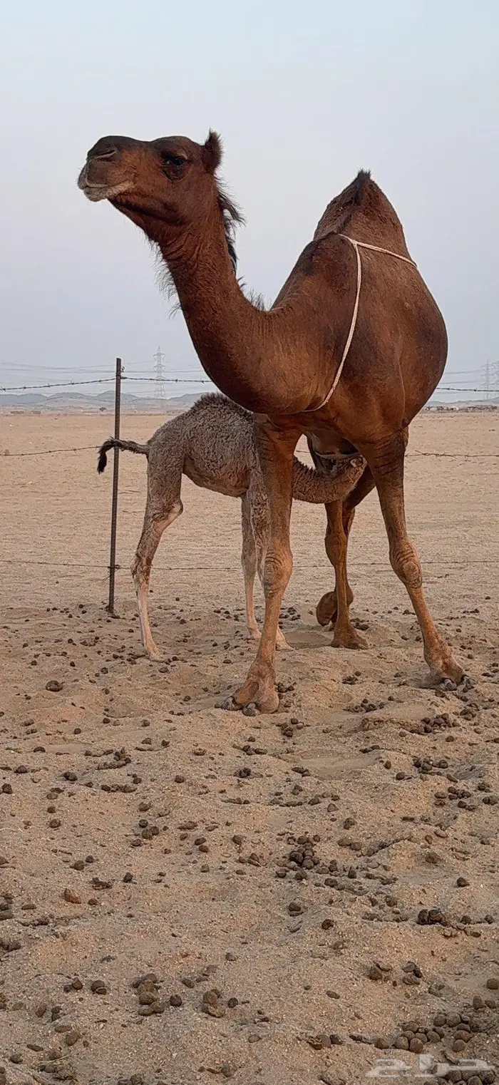 خلفة ساحلية مصغر حمراء دم 11