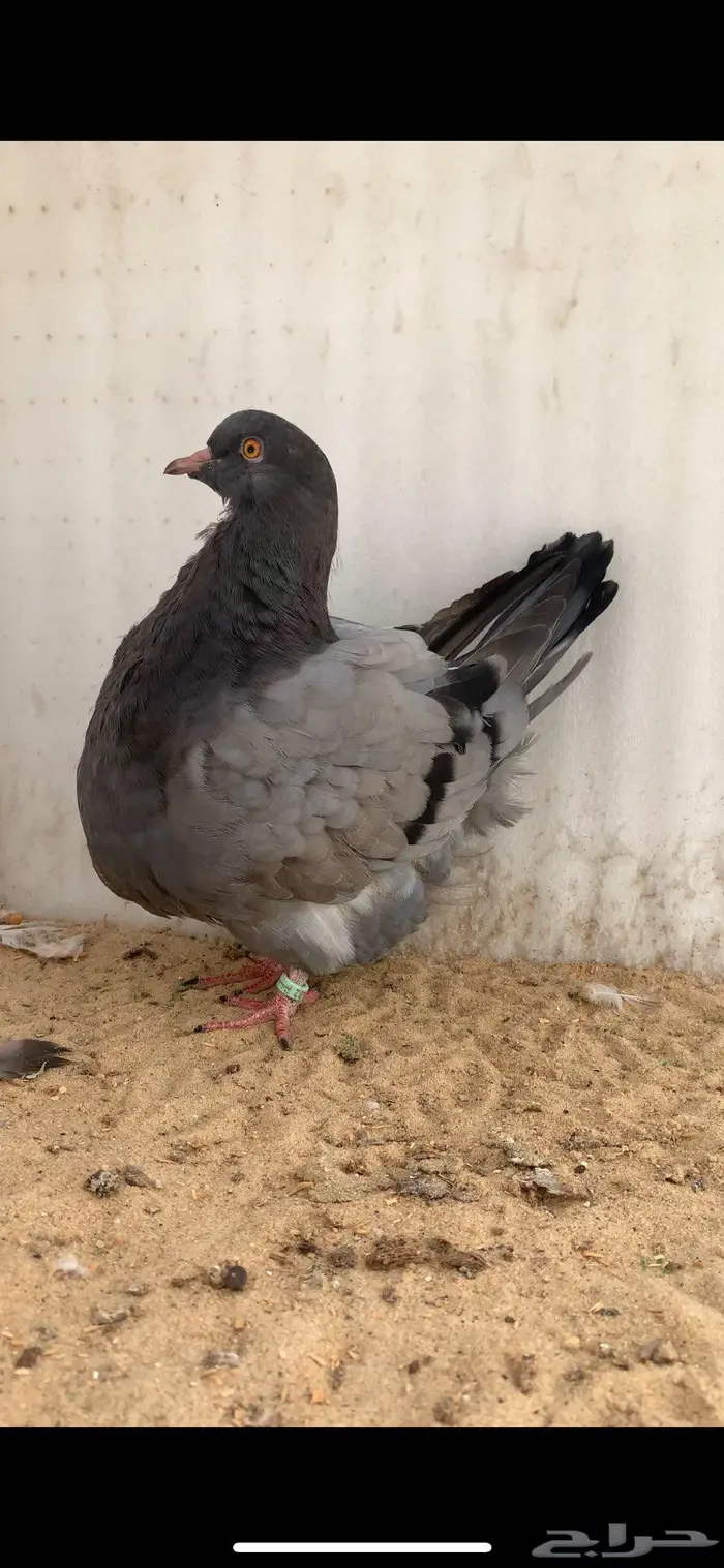 3 حبات فرش حوامل رديوس 2