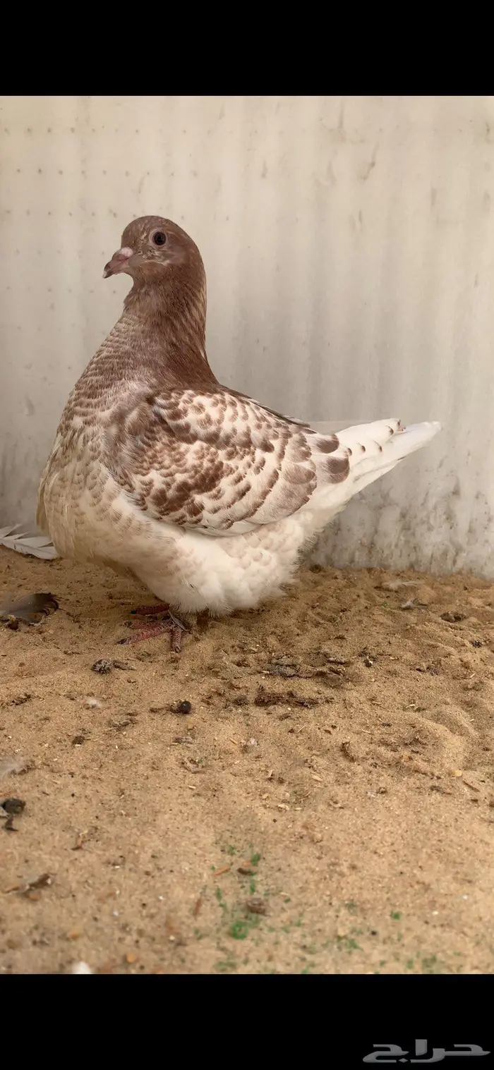 3 حبات فرش حوامل رديوس 0