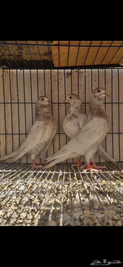 حمام باكستاني توووب index