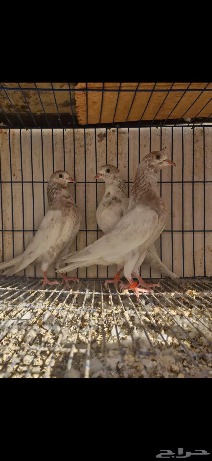 حمام باكستاني توووب 0