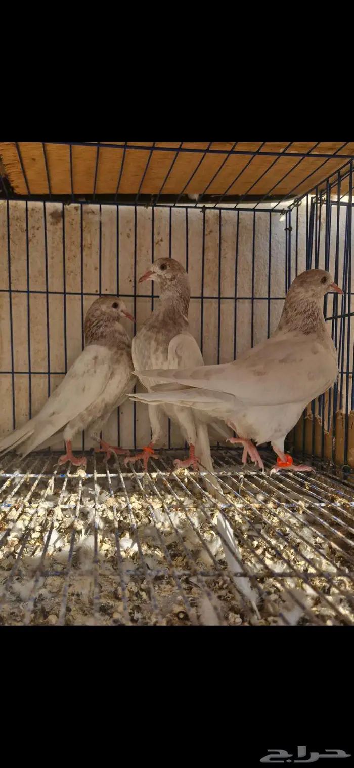 حمام باكستاني توووب 5