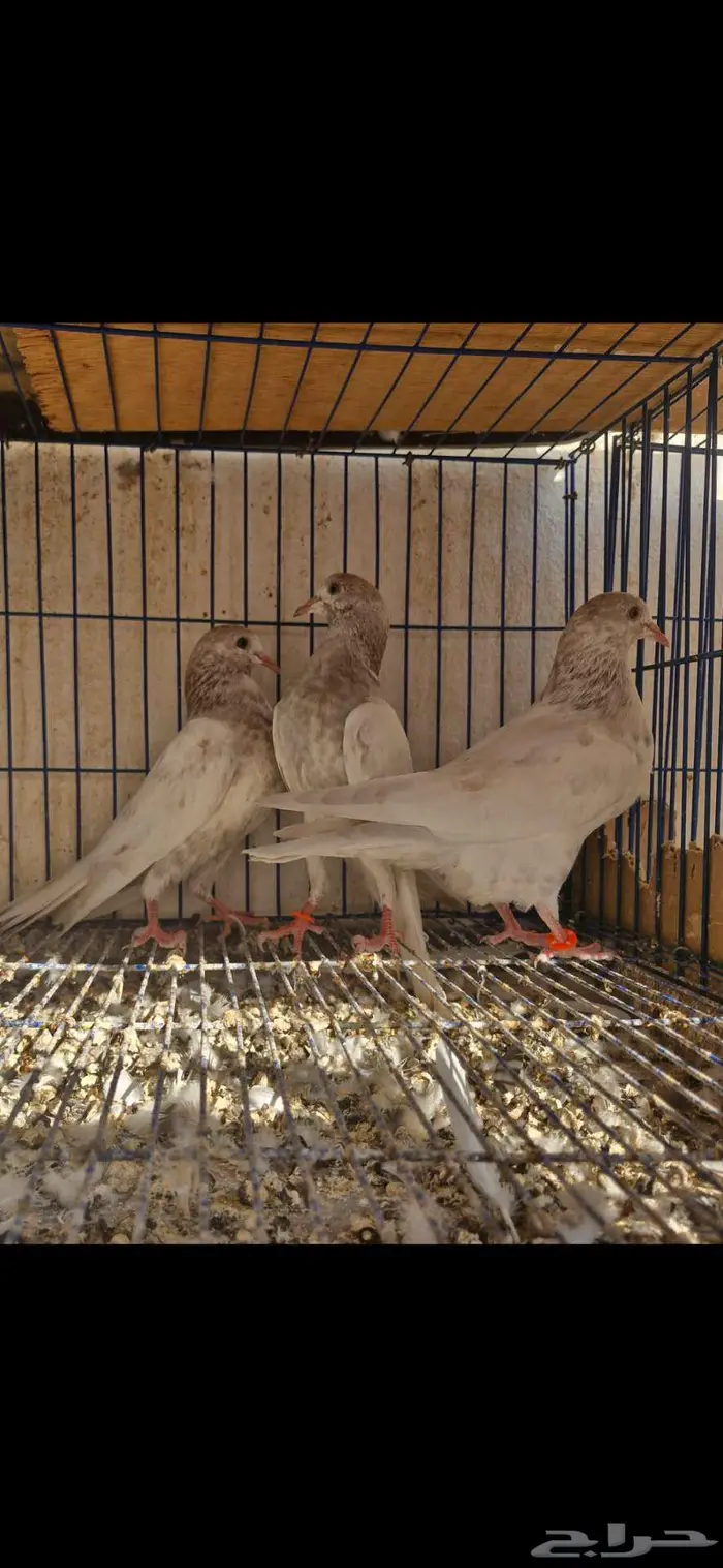 حمام باكستاني توووب 6